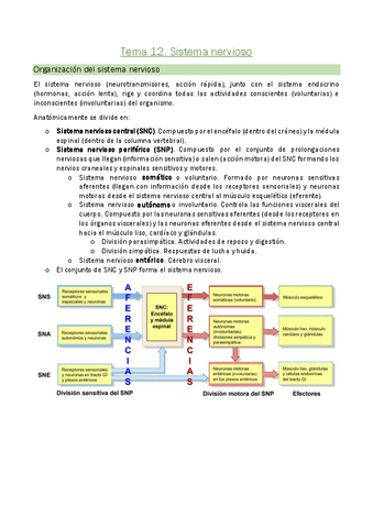 Tema-12.-Sistema-nervioso.pdf