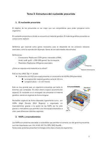 Tema-3-Estructura-del-nucleoide-procariota.pdf
