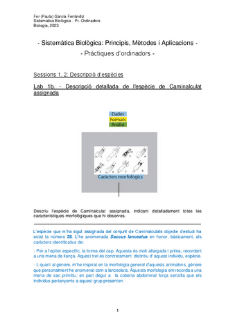 Descripció-Saccus-lanceatus-FERRR.pdf