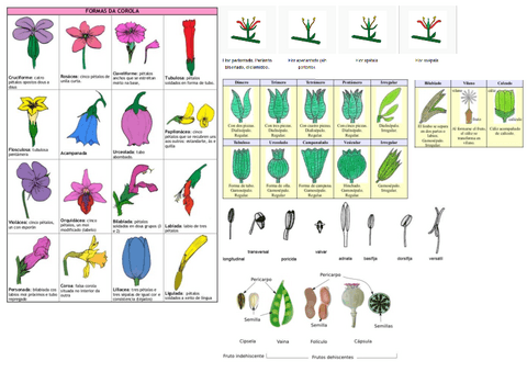 Preparacion-examen-de-practicas-botanica.pdf