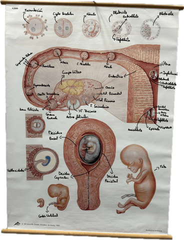 Embrio-1.pdf