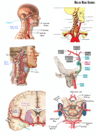 Gymkana-3-Vasos-del-SNC-meninges-LCE-BHE.pdf