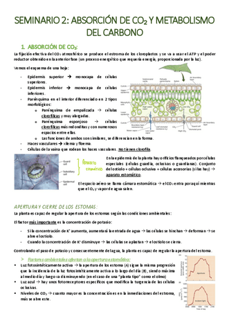 SEMINARIO-2-Absorcion-de-CO2-y-metabolismo-del-carbono.pdf