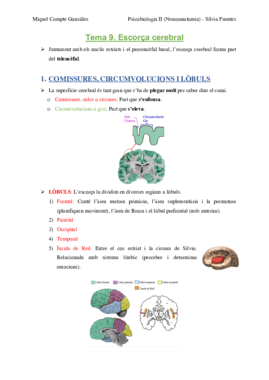 TEMA 9. Escorça cerebral.pdf