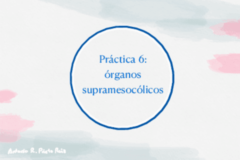Practica-6-region-supramesocolica.pdf