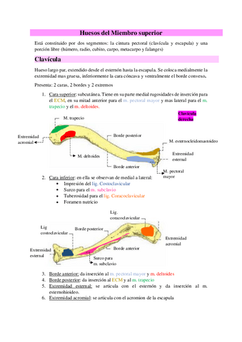 Huesos-del-Miembro-superior.pdf