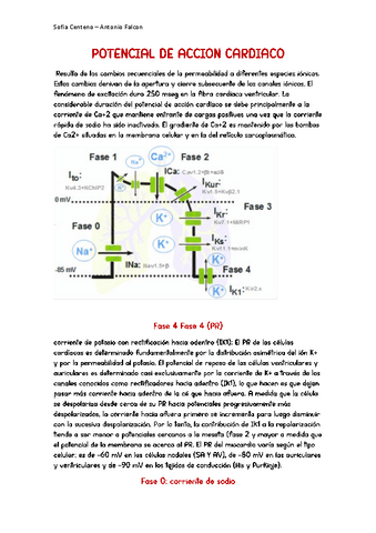 FISIO-POTENCIAL-DE-ACCION-CARDIACO.pdf