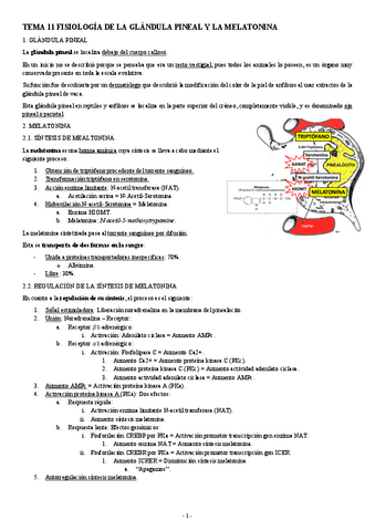 FISIOLOGIA-II-TEMA-11-FISIOLOGIA-DE-LA-GLANDULA-PINEAL-Y-LA-MELATONINA.pdf