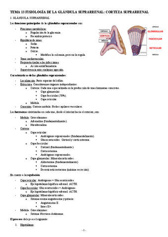 FISIOLOGIA-II-TEMA-13-FISIOLOGIA-DE-LA-GLANDUAL-SUPRARRENAL-CORTEZA-SUPRARRENAL.pdf