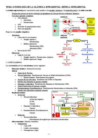 FISIOLOGIA-II-TEMA-14-FISIOLOGIA-DE-LA-GLANDULA-SUPRARRENAL-MEDULA-SUPRARRENAL.pdf