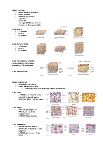 ANATOMIA-PARCIAL.pdf