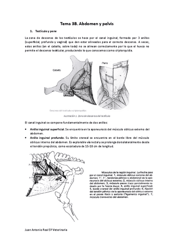 Tema-3B.pdf