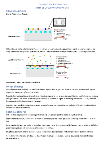 Bases-de-la-comunicacio-neuronal.pdf