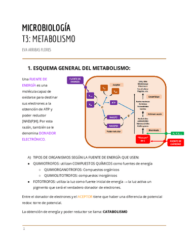 Apuntes-METABOLISMO.pdf