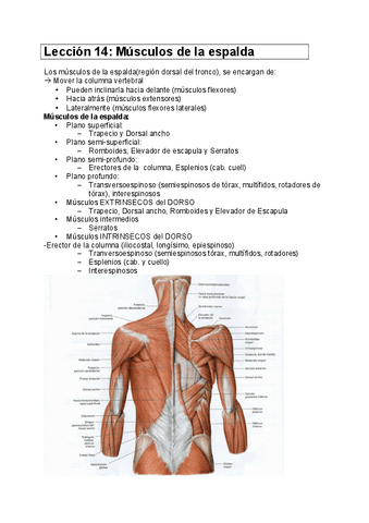 apuntes-anatomia-2.pdf