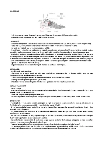3.4. Cinesiologia. Tobillo y pie.pdf
