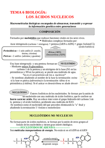 TEMA-6-BIOLOGIA-ACIDOS-NUCLEICOS.pdf