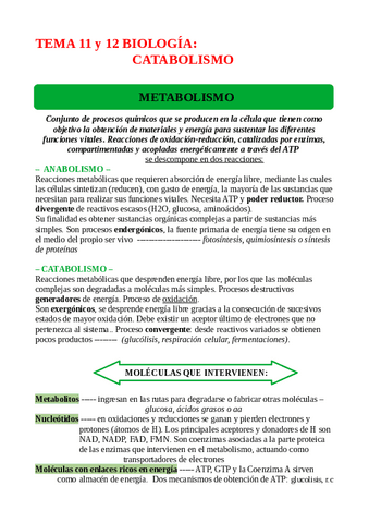 TEMA-11-12-METABOLISMO.pdf