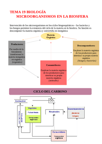 TEMA-19-MICROORGANISMOS-EN-LA-BIOSFERA.pdf