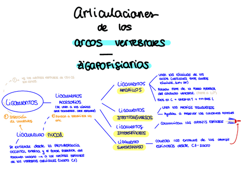 EsquemaAritculaciones-zigapofisiarias.pdf
