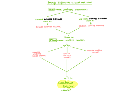 EsquemaDrenaje-linfatico-de-la-pared-abdominal.pdf
