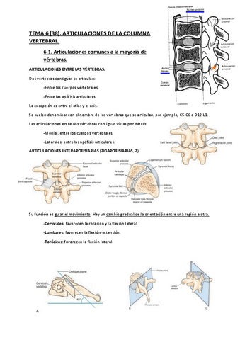 Apuntes-anatomia-2.pdf