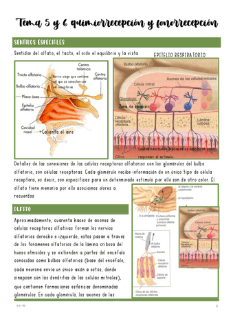 Tema-5-y-6-quimiorrecepcion-y-fonorrecepcion.pdf