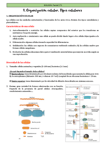 Apuntes-T1-biologia-Organizacion-celular-1o-Farmacia-1C.pdf