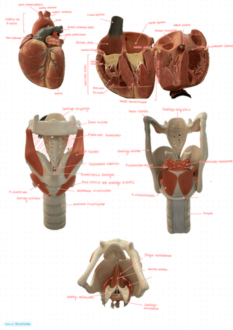 Anatomia-practicas-Corazon-e-hioides.pdf