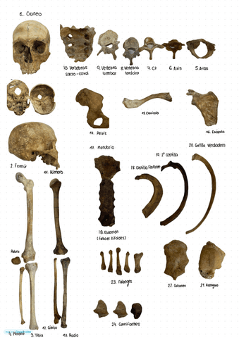 Anatomia-practicas-Esqueleto-axial-y-apendicular.pdf
