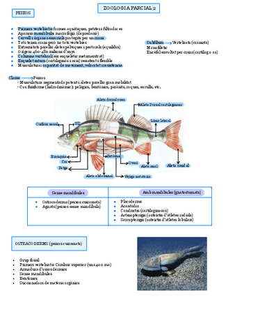 Zoologia-P2-Peixos.pdf
