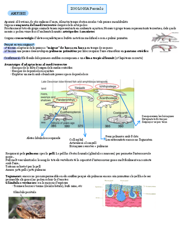 Zoologia-P2-Amfibis.pdf
