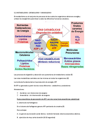 CATABOLISMO-Y-ANABOLISMO.docx.pdf