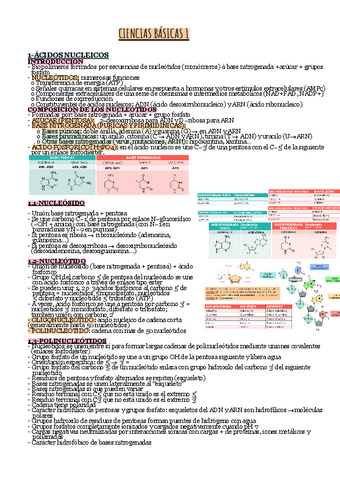 TEMA-8-ACIDOS-NUCLEICOS.pdf