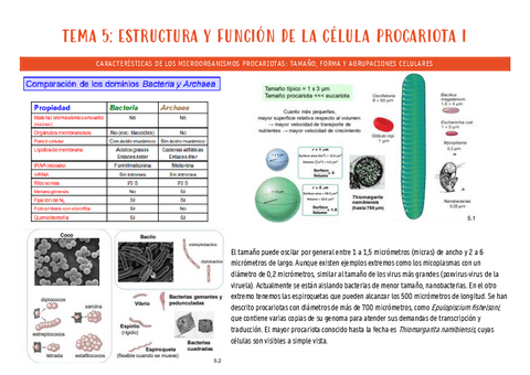 micro-tema-5.pdf