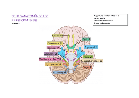 Practica-4.-Pares-craneales.pdf