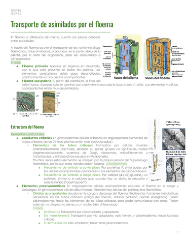PAR1Tema-3.3-Transporte-floema.pdf