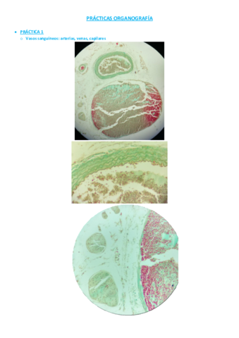 PRÁCTICAS ORGANOGRAFÍA.pdf