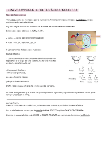 BIOQUIMICA TEMAS 9-16 -acidos-nucleicos-hidratos-de-carbono-glucolisis-....pdf
