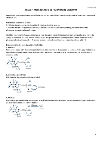 TEMA-7.-Metabolismo-hidratos-de-carbono.pdf