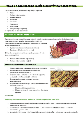 Biologia-T4..-Organulos-de-la-via-biosintetica-y-secretora.pdf