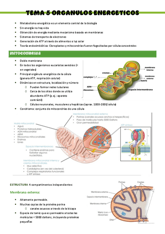 Biologia-T5..-Organulos-energeticos.pdf