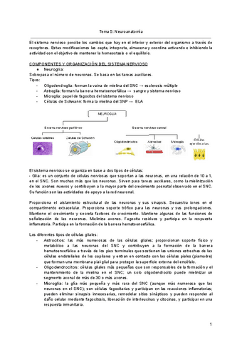 Tema-5-Neuroanatomia.pdf