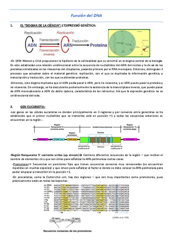 T9-Funcion-del-DNA.pdf