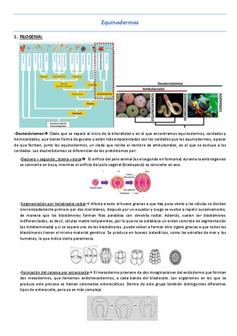 T14-Equinodermos.pdf