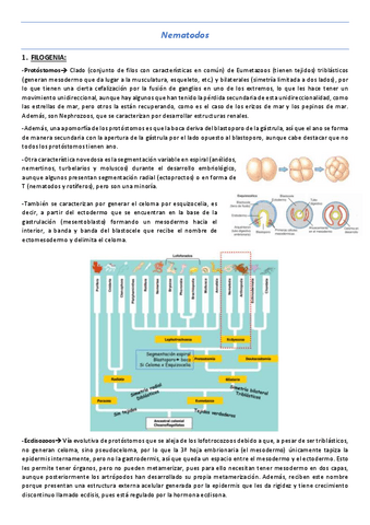 T13-Nematodos.pdf