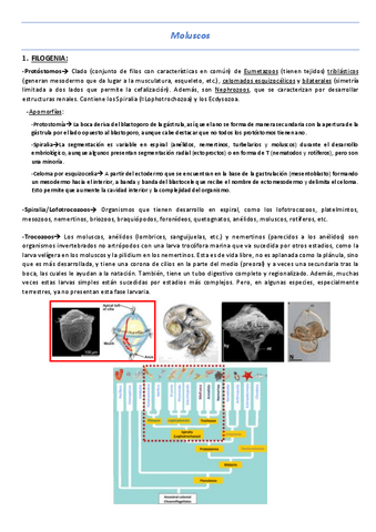 T11-Moluscos.pdf