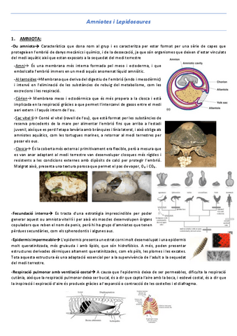 T16-Amniotes-i-Lepidosaures.pdf