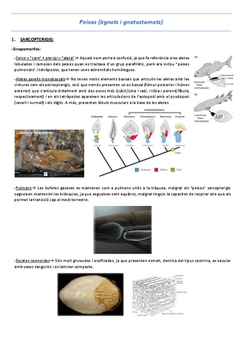 T15-Sarcopterigis.pdf