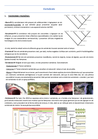 T13-Vertebrats.pdf
